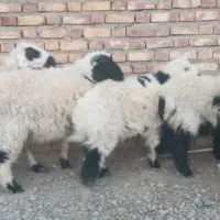 فروش فوری تعدادی گوسفند آبست و بره نر جاق|حیوانات مزرعه|زابل, |دیوار