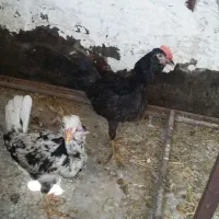 مرغ وخروس گلین|حیوانات مزرعه|تهران, عبدل‌آباد|دیوار