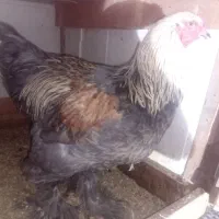 برهما|حیوانات مزرعه|رشت, پل تالشان|دیوار