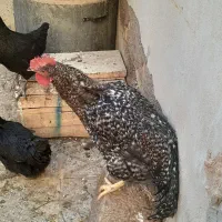 خروس جهادی|حیوانات مزرعه|شهرضا, |دیوار