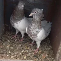 نرماده کله قهوه ای