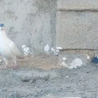 سه عدد کبوتر|پرنده|دلبران, |دیوار