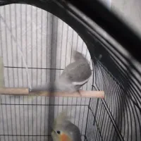 ۴ عدد عروس هلندی ۳ ماه به فروش میرسد