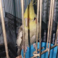 عروس هلندی سالم نیمه سخنگو