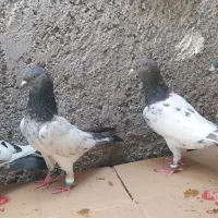 بیست کبوتر پاکستانی|پرنده|خورموج, |دیوار