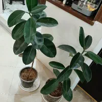 دو عدد گل فیکوس سرحال و بلند