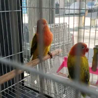 قناری جفت شده و کوتوله جفت رنگهای خاص|پرنده|مشهد, شهید آوینی|دیوار