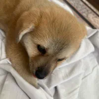 سگ پامر|سگ|اصفهان, سرچشمه|دیوار