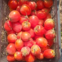 گوجه فرنگی|خوردنی و آشامیدنی|شاهنجرین, |دیوار