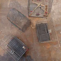 چهار عدد قفس سهره ای معامله با پرنده