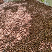 گردوی تازه مغز سفید پوست کاغذی