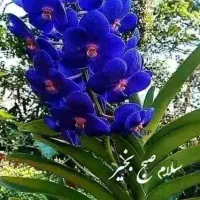 معاوضه یک زمین مسکونی در خفربا یک آپارتمان در جهرم