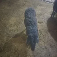 هشت راس بره نر