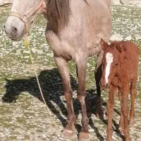 مادیان فروشی