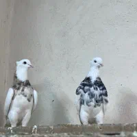 کفتر طوقی هفت رنگ|پرنده|مشهد, هفده شهریور|دیوار