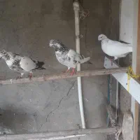 ۱۵طوق کفتر پریده سالم واکسن خورده