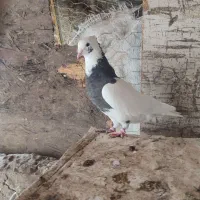 کبوتر طوقی|پرنده|فاضل آباد, |دیوار