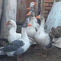 مولد غاز محلی اصیل|حیوانات مزرعه|شاهرود, |دیوار