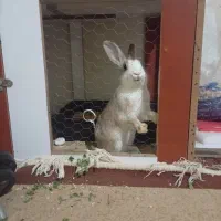 خرگوش باقفس|موش و خرگوش|الوند, |دیوار