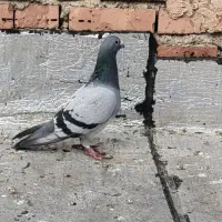 کبوتر|پرنده|سلماس, |دیوار