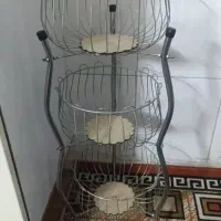 جاسیب زمین پیاز