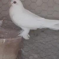 کبوتر|پرنده|باسمنج, |دیوار