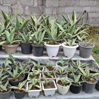 گل آگاو با توافق