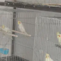 فروش طوطی هلندی