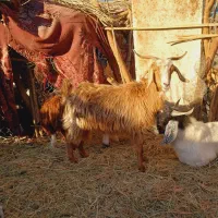 بز اوست فروشی مناسب مالداری