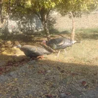 بوغلمون|حیوانات مزرعه|گنبد کاووس, |دیوار