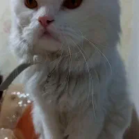 گربه اسکاتیش پرشین نر|گربه|نیشابور, ده حلاج|دیوار