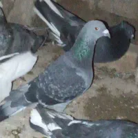 کبوتر سبز نر