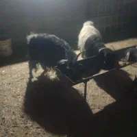 بزسانن‌. ‌بز‌پاکستانی‌.دورگ‌فروشی|حیوانات مزرعه|قائن, |دیوار