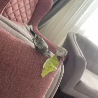 جفت عروس هلندی