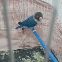 فروش کوتوله
