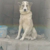 سگ لاس دوساله