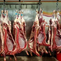 گوشت بزغاله(کهره) با کیفیت