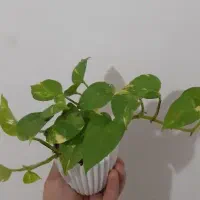 گل پتوس