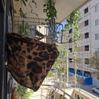 جوجه سهره کردستان|پرنده|تهران, والفجر (افسریه)|دیوار