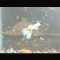 پک گپی کپی گوپ میکس،250عددی 115عددی،55 عددی