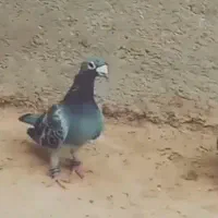 ۲دسته کبوتر