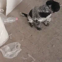 فروش سگ قهدریجانی