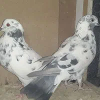 چند تعداد کفتر نرو ماده بشرت|پرنده|قیدار, |دیوار