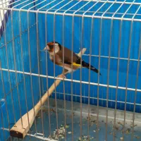 سهره ماده|پرنده|قروه, |دیوار