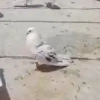 گمشده نر پشتدار|پرنده|ساوه, |دیوار