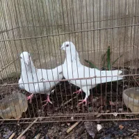 چند جفت کبوتر پرشی|پرنده|لنگرود, |دیوار