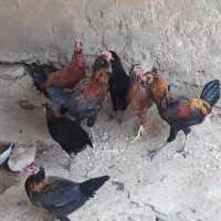 خروس محلی اصل