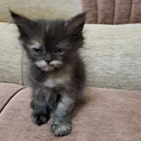 بچه گربه پرشین-هیمالین|گربه|یزد, |دیوار