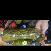 خیارشور خانگی موجود است ارسال هم داریم