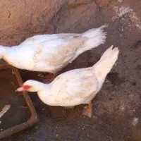 اردک اسراییلی